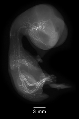 stage 35 chick embryo x-ray